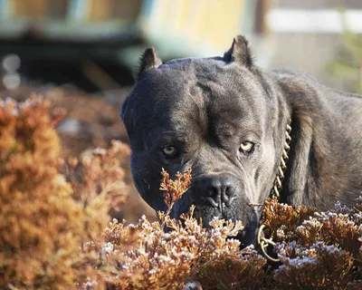 Порода собак итальянский Кане-Корсо: характеристика и фотографии