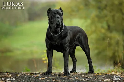 тростниковый корсо породы черных собак лежит на земле Стоковое Фото -  изображение насчитывающей лабрадор, природа: 219303072