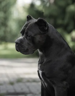 Собака породы кане корсо на кровати» — создано в Шедевруме