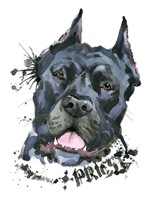 Отзыв о Кане Корсо - порода собак | Добрая и очень умная собака .