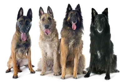 Собаки породы Бельгийская овчарка / малинуа: история, описание, отзывы,  характер, дрессировка, уход, фото и цены