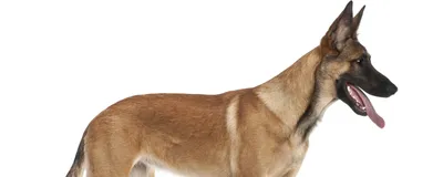 Собака породы малинуа на сером фоне…» — создано в Шедевруме