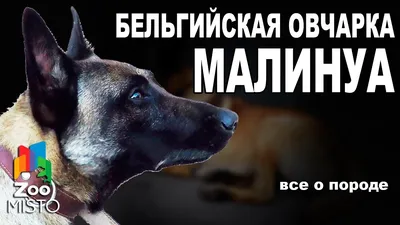 Малинуа: все о собаке, фото, описание породы, характер, цена