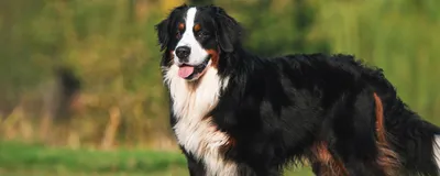 БЕРНСКИЙ ЗЕННЕНХУНД: характеристика, фото, описание породы, характер, уход  за собакой