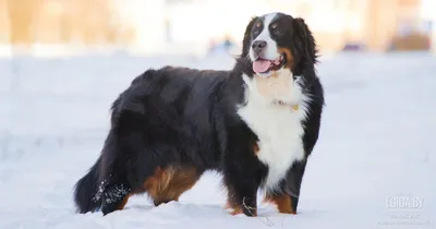 Бернский зенненхунд - это большая, добрая собака, которая всей душой  вливается в свою семью.