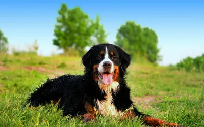 Большой швейцарский зенненхунд собака: описание, характер, фото, цена