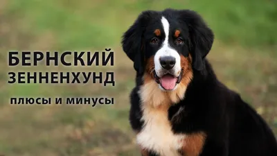Всё о Швейцарии на русском языке - Любимая порода собак админа РШ в  Фейсбуке – бернский Зенненхунд. Не могу не рассказать: а Вы знали, что  собаки этой породы считаются одними из самых