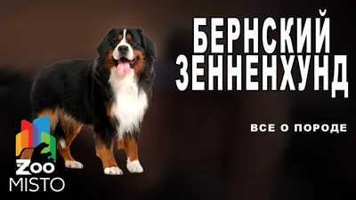 Купить фигурка собаки Collecta, Бернский зенненхунд L, цены на Мегамаркет