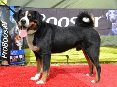 Большой швейцарский зенненхунд: все о собаке, фото, описание породы,  характер, цена