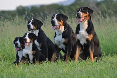 Бернцы в сети: поиск изображений собак породы бернский зенненхунд» —  создано в Шедевруме