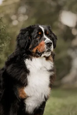 Описание породы собак большой швейцарский зенненхунд - Рамблер/новости