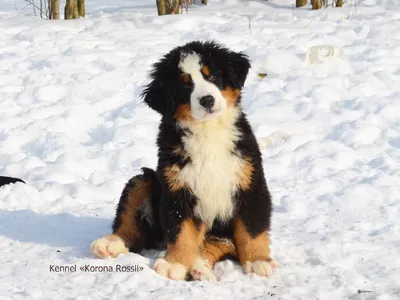 Пропала крупная собака породы бернский зенненхунд в Белореченске,  вознаграждение 10 тысяч. | Pet911.ru
