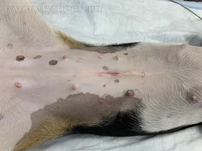 Послеоперационный уход за собакой после стерилизации. » Ветеринарная  клиника 25 - Кашира