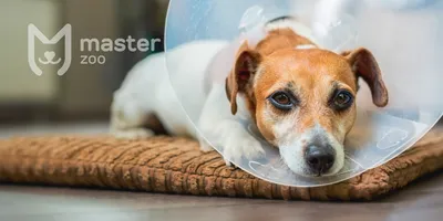 Pet-it попона послеоперационная для собак, бандаж после операции и  стерилизации с завязками №3 (58-69 см, 15-23 кг), фланель - купить с  доставкой по выгодным ценам в интернет-магазине OZON (322007707)