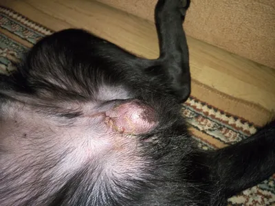 Шов после стерилизации собаки: все о правильном уходе и реабилитации