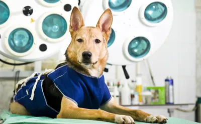 Недержание мочи у собак после стерилизации | Ветеринарная клиника доктора  Шубина