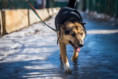 После гибели собаки-поводыря в Новосибирске следователи проводят проверку |  Ветеринария и жизнь