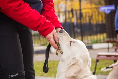Вайт — мои глаза и свобода»: как в Новосибирске работают собаки-поводыри