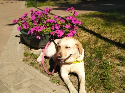 Собака-поводырь Андора из Уфы стала победителем социальной номинации  «Лучшая собака-поводырь» проекта Best