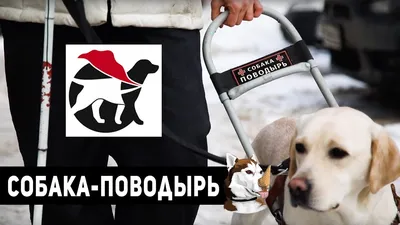 Собака-поводырь за проезд не платит: как сделать городскую среду доступнее  для инвалидов - «Уральский рабочий»