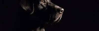 Просто добавь доброты: собака-поводырь Юппи обожает людей и зиму - Статьи,  аналитика, репортажи - Новости - Калужский перекресток Калуга