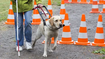 Собака-Поводырь: последние новости на сегодня, самые свежие сведения |  74.ru - новости Челябинска