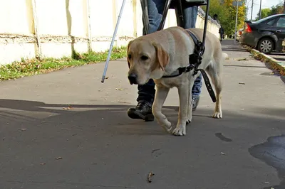 Собака-поводырь помогает слепому человеку с тростью в город Стоковое Фото -  изображение насчитывающей инвалидность, опасность: 193102634