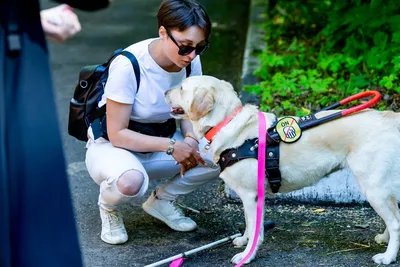 Как собака-поводырь меняет жизнь потерявших зрение - Попечительство и забота