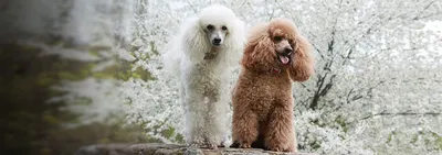 Карликовый пудель собака: фото, характер, описание породы