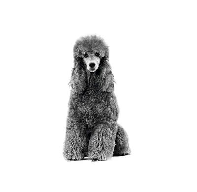 Собака - пудель стоковое изображение. изображение насчитывающей  разведенными - 48211525