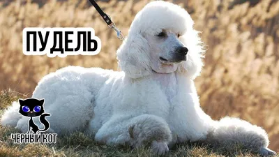 DogData - Russia - 🐶Пудель🐶 Привет друзья👋 Сегодня в нашей рубрике о  породах собак – Пудель! Собака-артист, собака-праздник, собака-гордость —  все это пудель. Занимая почетное второе место в рейтинге интеллекта, порода  вот