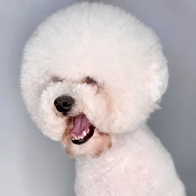 Пудель: фото, описание породы, характеристика | Royal Canin