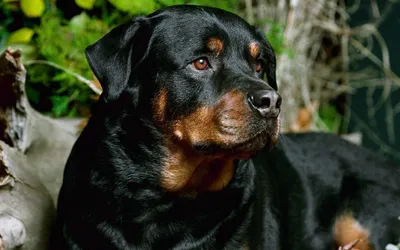 Ротвейлер щенок (45 фото) | Ротвейлер, Собаки и щенки, Щенок