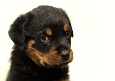 Собака ротвейлер,professional photo,15…» — создано в Шедевруме