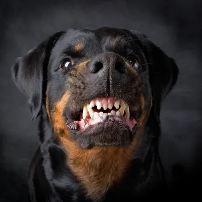 SOBAKI.PRO | Породы собак | Ротвейлер | Фото 32501