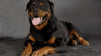 Собака Ротвейлер — стоковые фотографии и другие картинки Ротвейлер -  Ротвейлер, Собака, Чёрный цвет - iStock