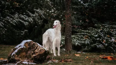 Как выглядит самая длинноносая собака в мире – фото и видео потенциальной  рекордсменки