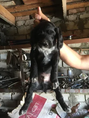 Русский спаниель щенки от рабочих собак — продать щеночка в Рузе за 45000 ₽  на ZooYa.ru