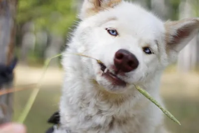 Собаки с бровями - новое интернет помешательство у хозяев собак |  Обозреватель | OBOZ.UA