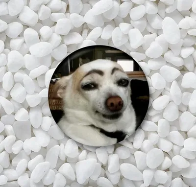 Собака с бровями стоковое фото. изображение насчитывающей брови - 159607660