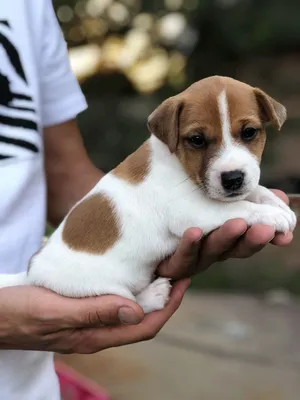 Собака из Маски: название породы (джек рассел терьер), кличка пса и его  описание, стоимость щенка