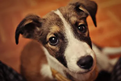 Порода собаки из фильма Маска | Interesse | Дзен