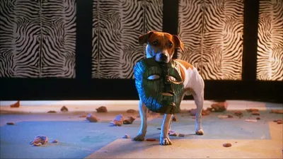 Что за порода собаки снималась в фильме «Маска»: Майло не был дворняжкой