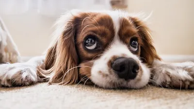 Ученые выяснили причину грустного щенячьего взгляда у собак | наука не  скука | Дзен