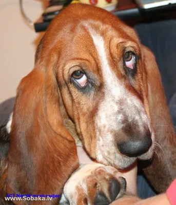 Собака с грустными глазами (43 лучших фото)