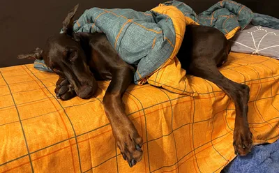 Собака с воротником с грустными глазами на земле Стоковое Фото -  изображение насчитывающей брусчатка, шавка: 205419184