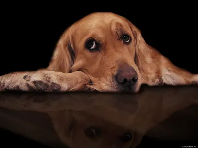Вислоухая собака с грустными глазами - 66 фото