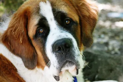 Что такое грустные глазки у собак?