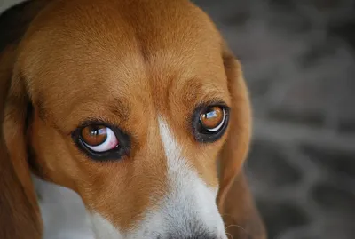 Собака с грустными глазами фотография Stock | Adobe Stock