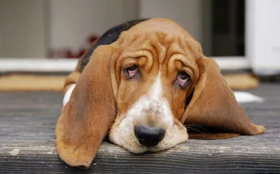 Собака с грустными глазами | Пикабу